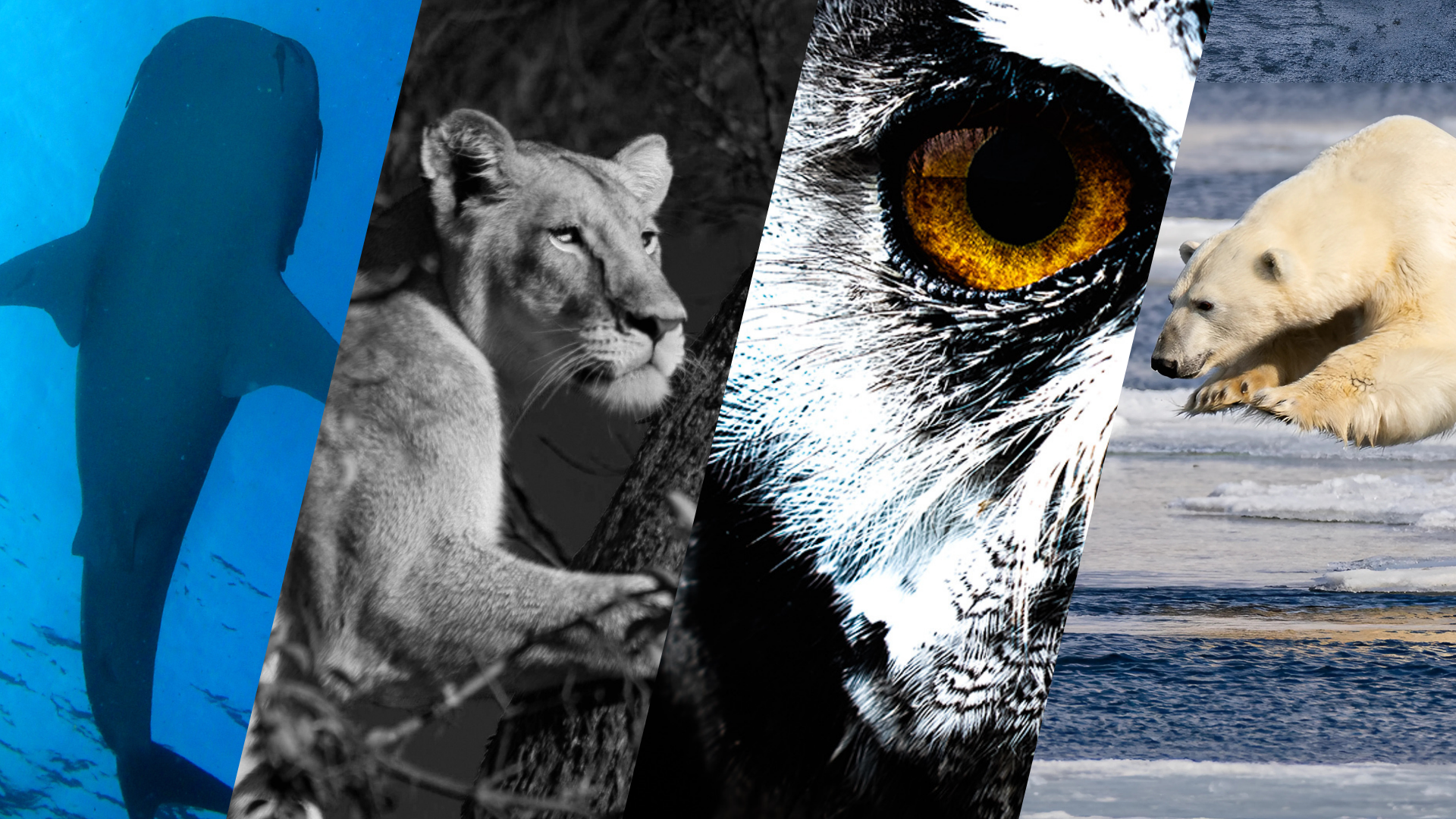 What to Know about Shadow AI